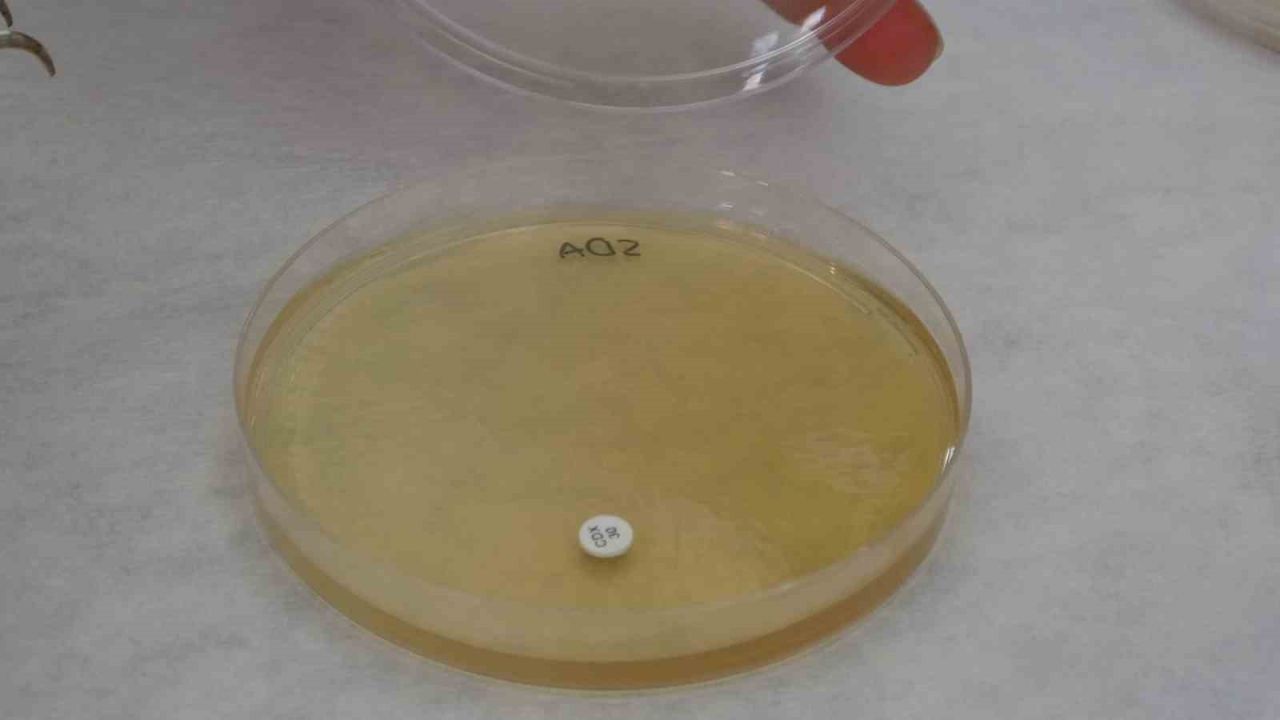 Endemik Malatya kantaronu, kimyasal olarak sarı kantarondan daha zengin çıktı