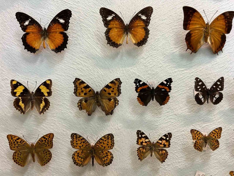 Van’da binlerce kelebeğin korunduğu araştırma koleksiyonu