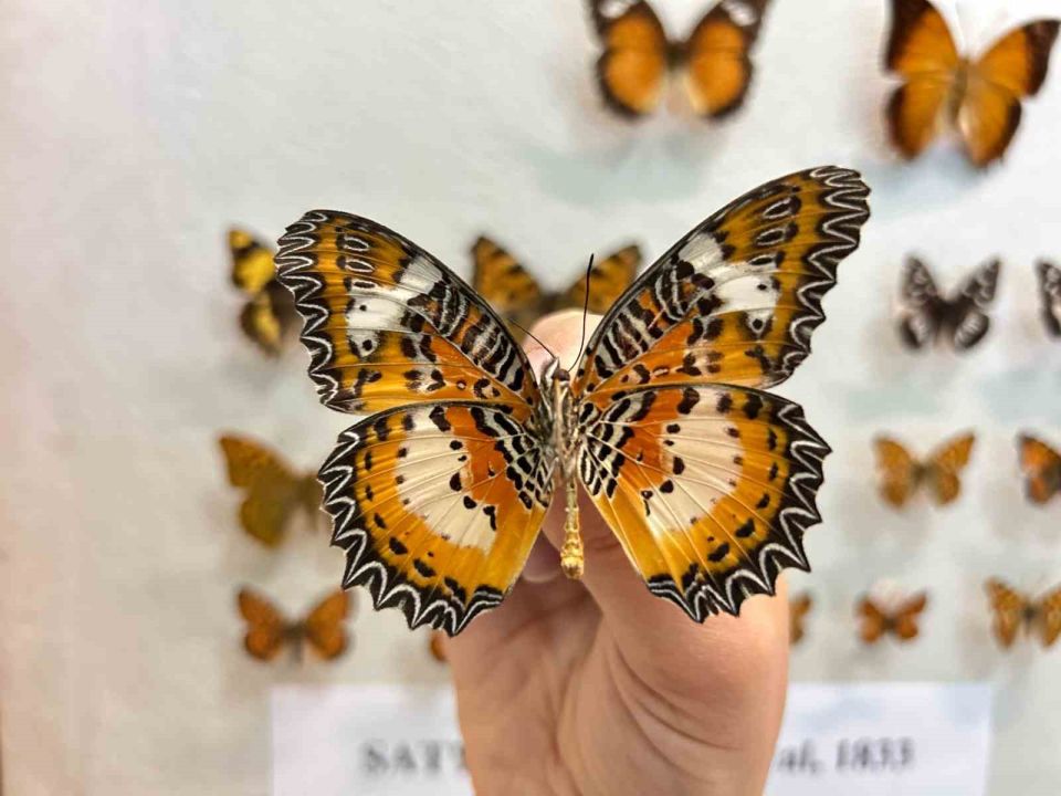 Van’da binlerce kelebeğin korunduğu araştırma koleksiyonu