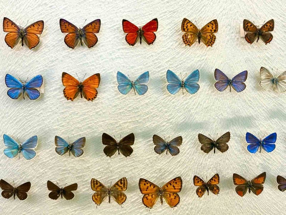 Van’da binlerce kelebeğin korunduğu araştırma koleksiyonu