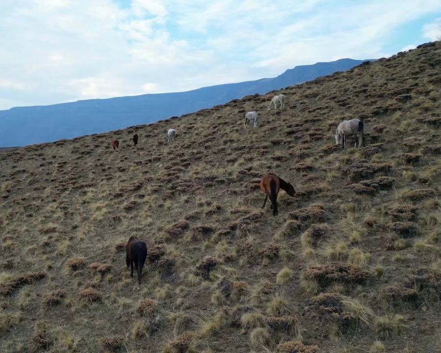 Başıboş bırakılan at ve eşekler hem trafiği hem yaban hayatını tehdit ediyor