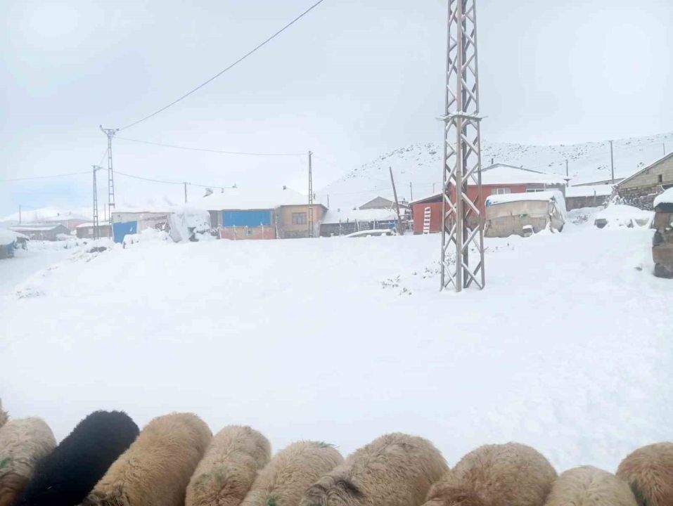 Karla birlikte Türkiye’nin en yüksek köyü Kışkılı’da besiciler zor durumda kaldı