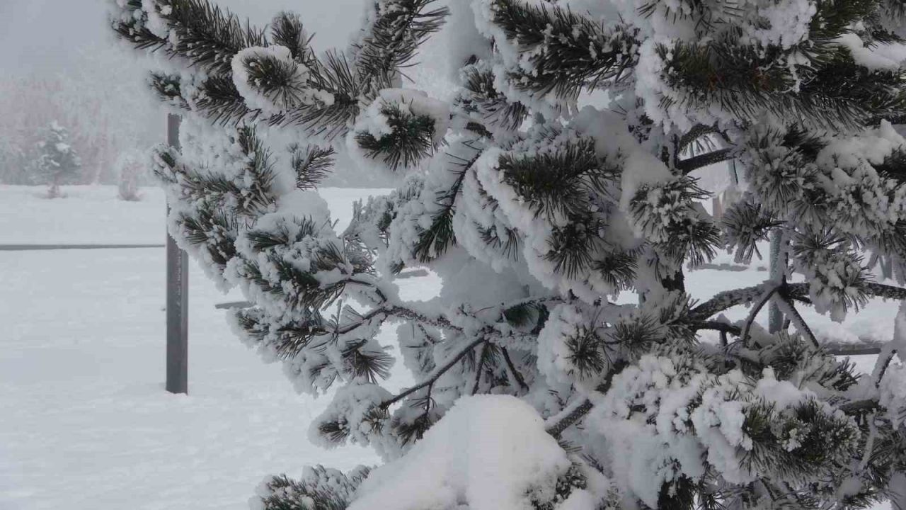 Ardahan’da Ağaçlar kırağı tuttu