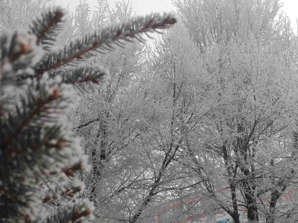 Ardahan’da Ağaçlar kırağı tuttu