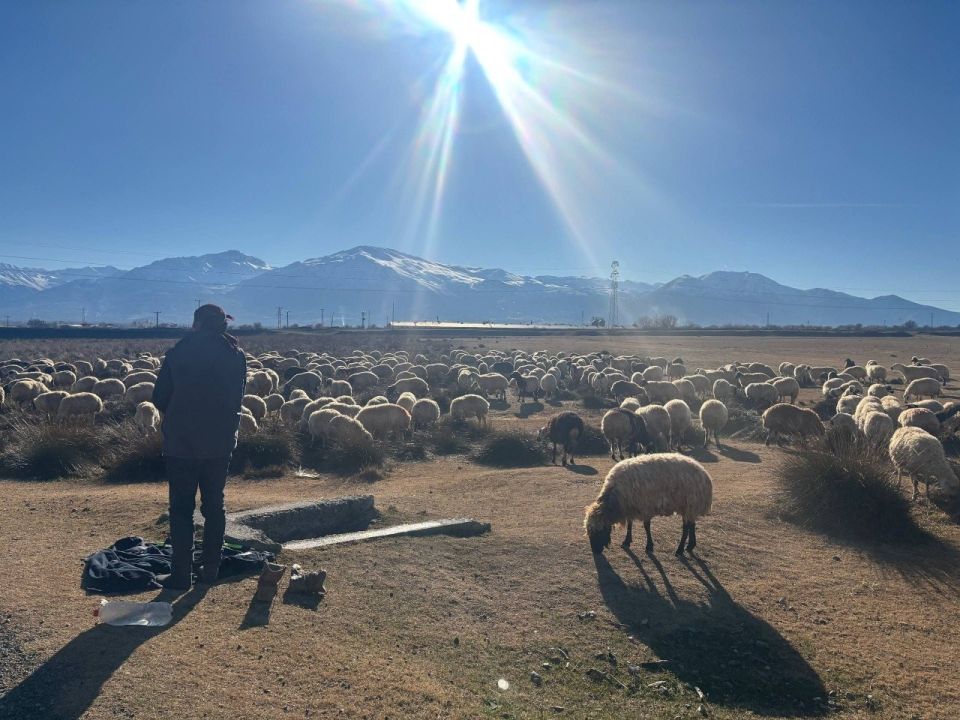 Erzincan’da sürüler merada