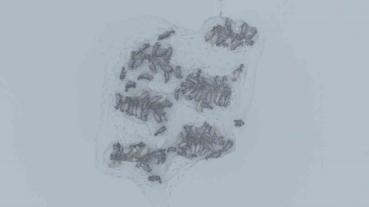 Keçi sürüsü 4 saatlik zorlu yolculukla köye ulaştırıldı