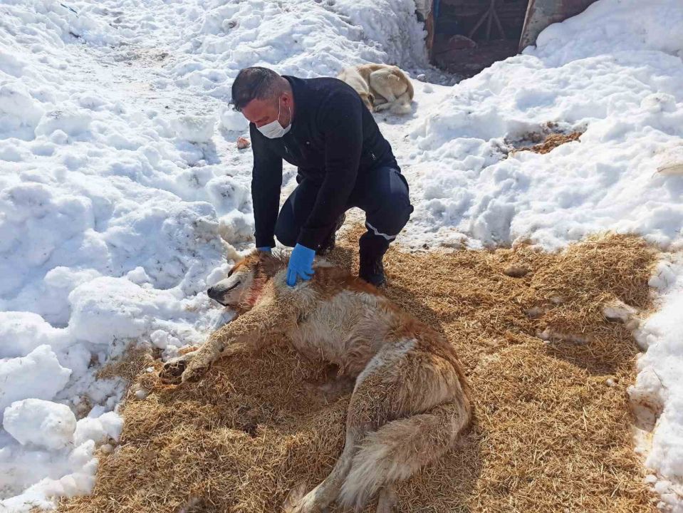 Kurdun saldırısına uğrayan köpek yaralandı