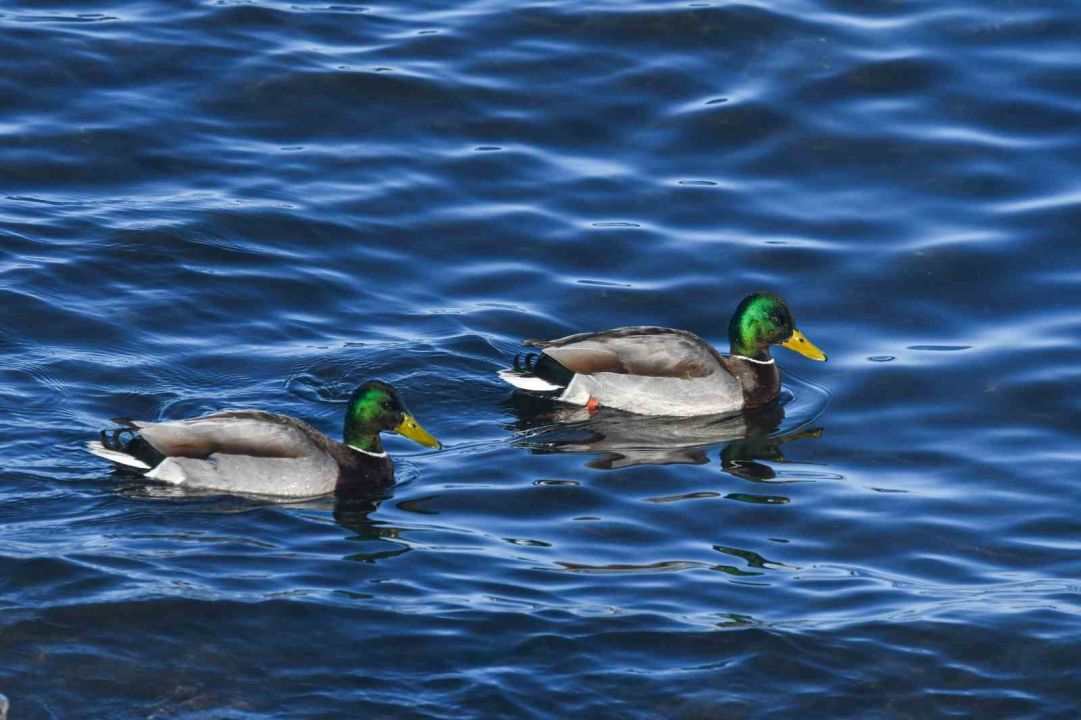 Tatvan sahilinde yeşilbaş ördekler fotoğraflandı