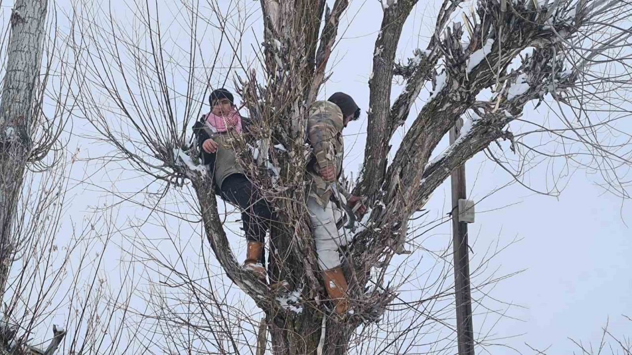 Muş’ta besicilerden alternatif yem yöntemi