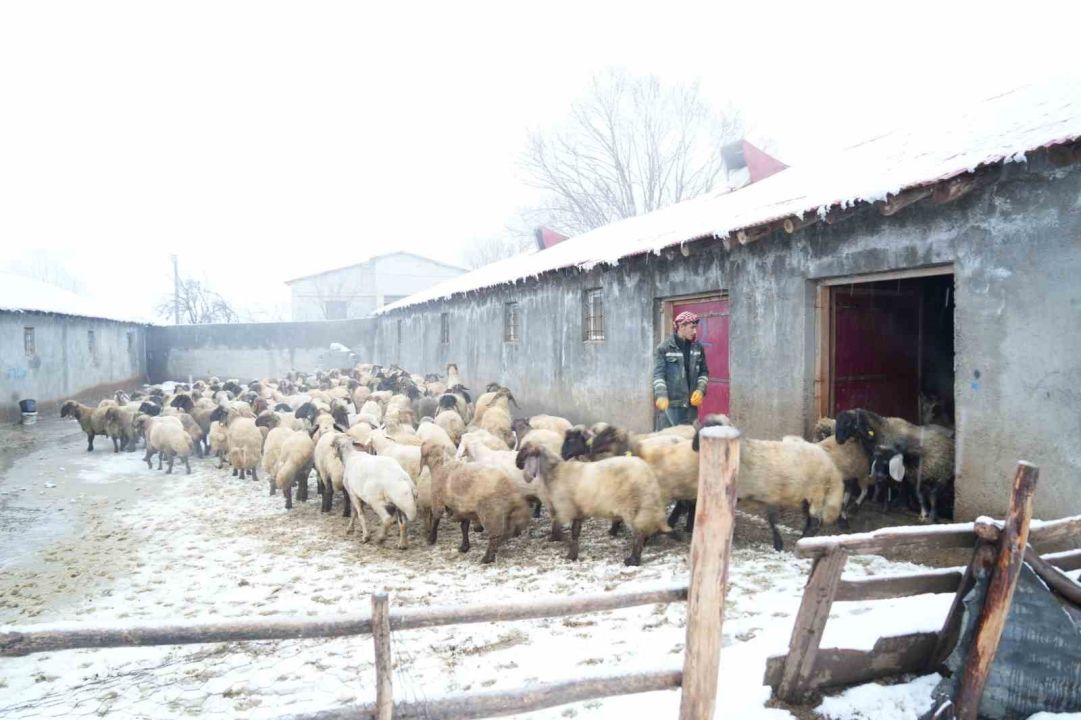 Muş’ta devlet desteğiyle hayvan sayısı arttı