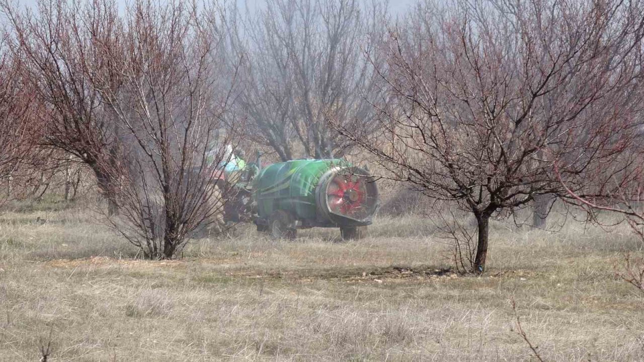 Kayısıda kritik bakım dönemi başladı