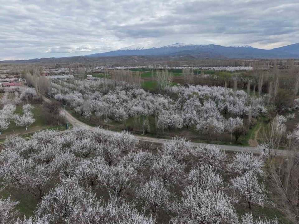 Kayısı ağaçları çiçek açtı, ova beyaza büründü