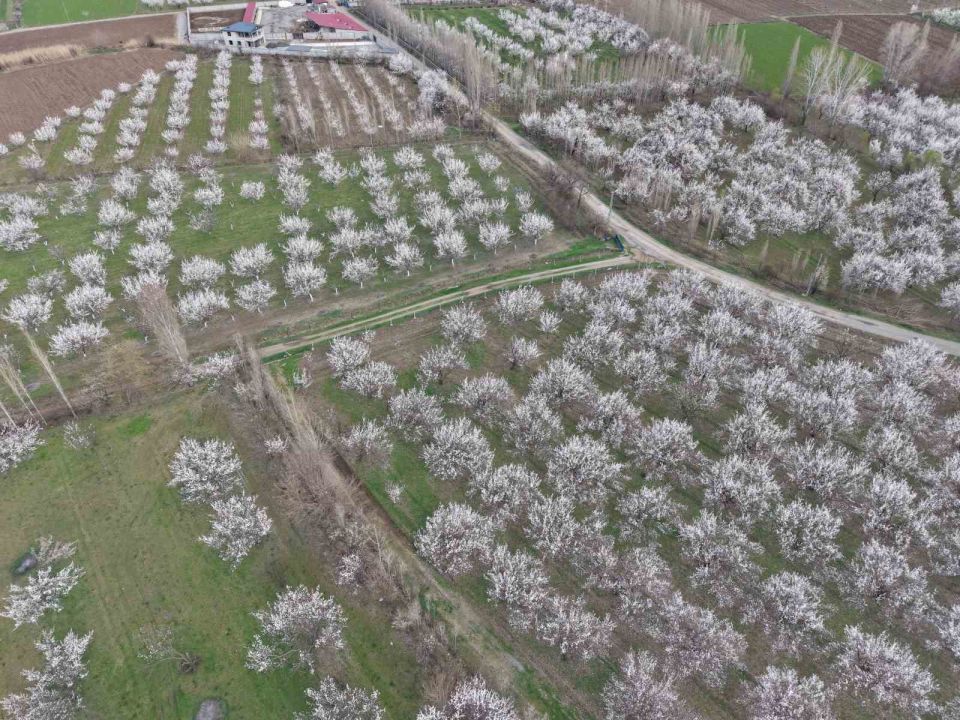 Kayısı ağaçları çiçek açtı, ova beyaza büründü