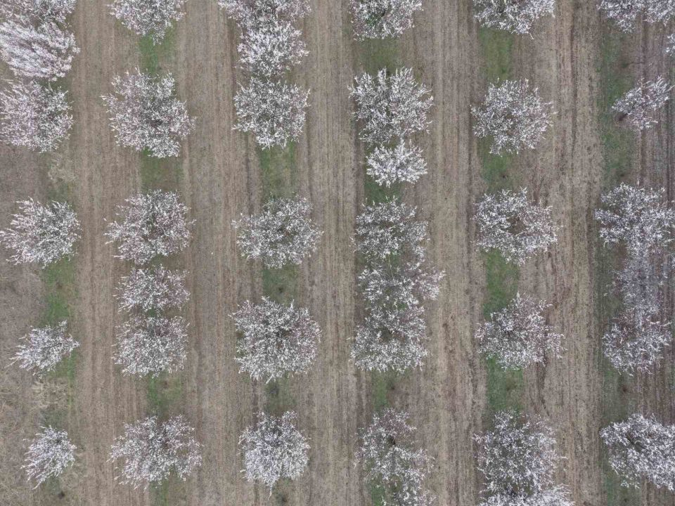 Kayısı ağaçları çiçek açtı, ova beyaza büründü