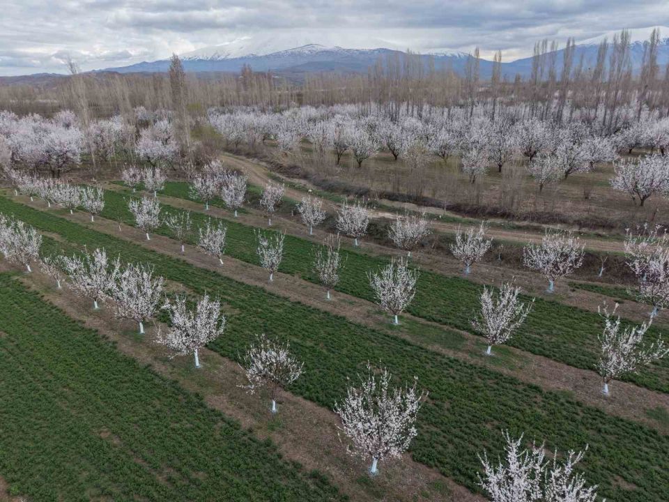Kayısı ağaçları çiçek açtı, ova beyaza büründü