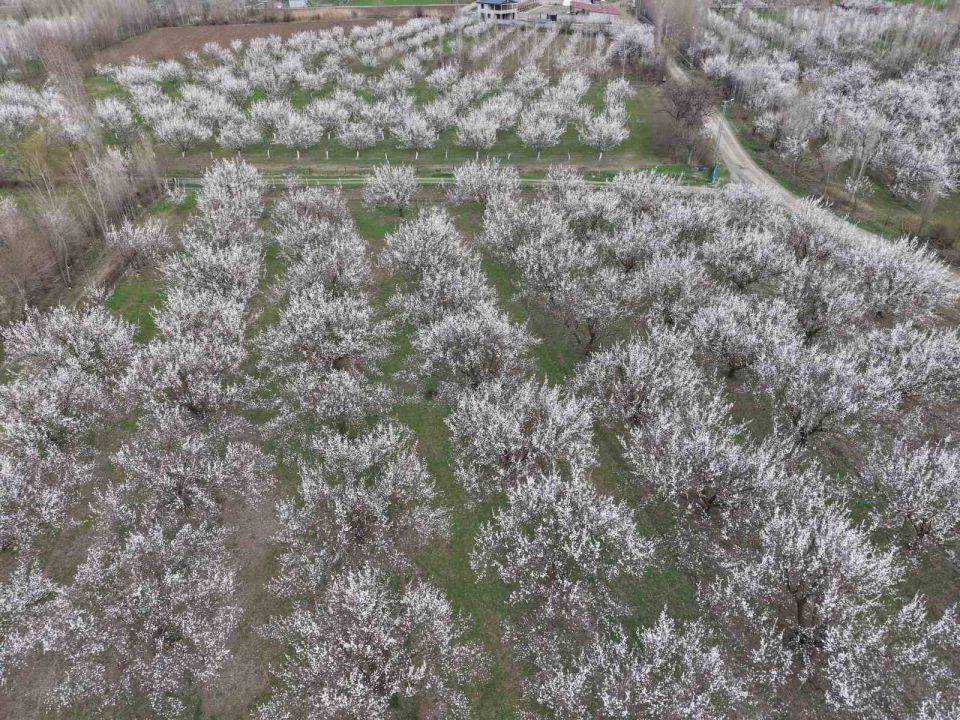 Kayısı ağaçları çiçek açtı, ova beyaza büründü