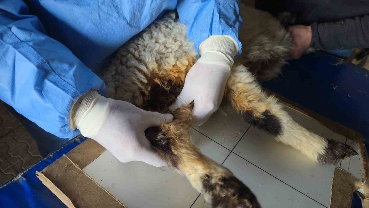 Van’da deprem sonrası ahır yıkıldı; 15 koyun telef oldu