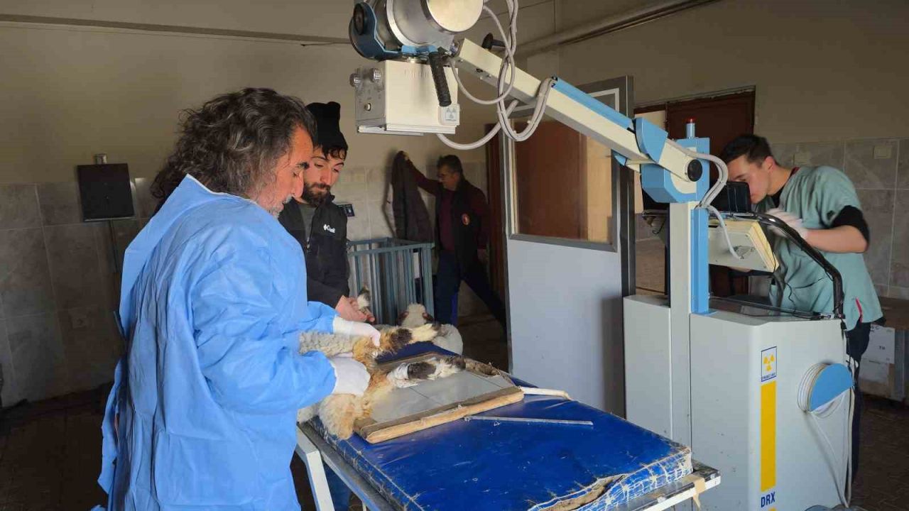 Van’da deprem sonrası ahır yıkıldı; 15 koyun telef oldu