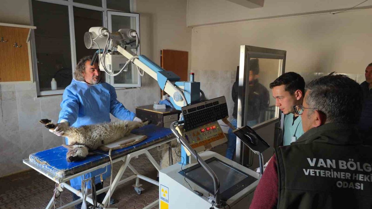 Van’da deprem sonrası ahır yıkıldı; 15 koyun telef oldu