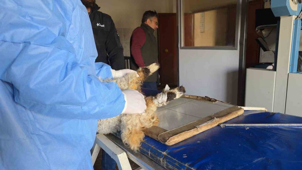 Van’da deprem sonrası ahır yıkıldı; 15 koyun telef oldu