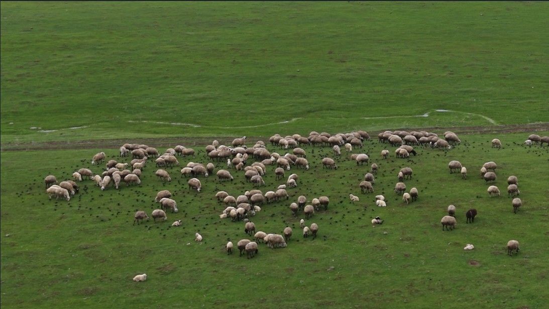Muş'ta merada koyunların yanına gelen sığırcık kuşları görsel şölen sundu
