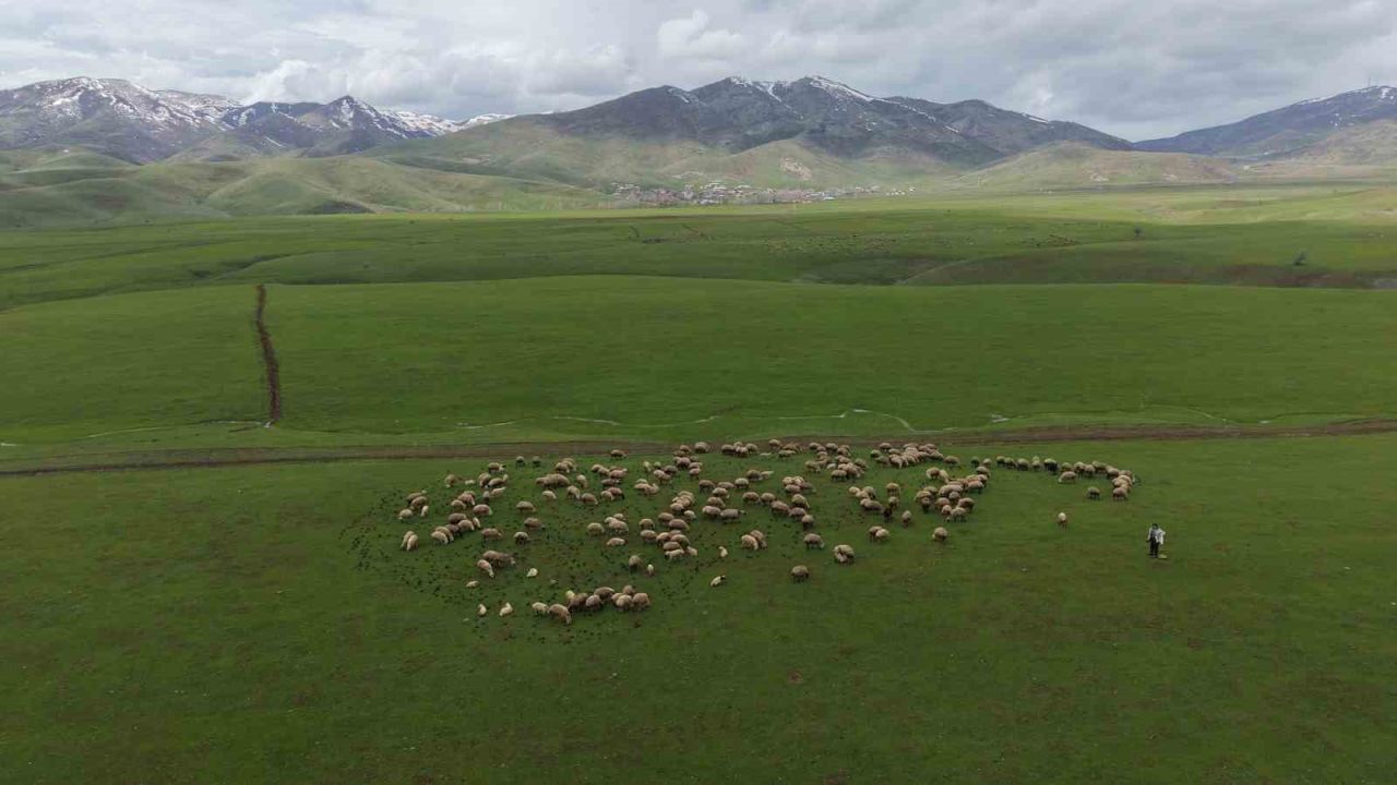 Muş'ta merada koyunların yanına gelen sığırcık kuşları görsel şölen sundu