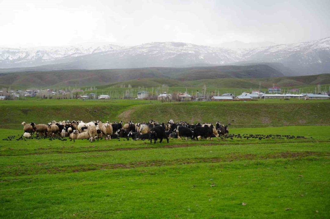 Muş'ta merada koyunların yanına gelen sığırcık kuşları görsel şölen sundu