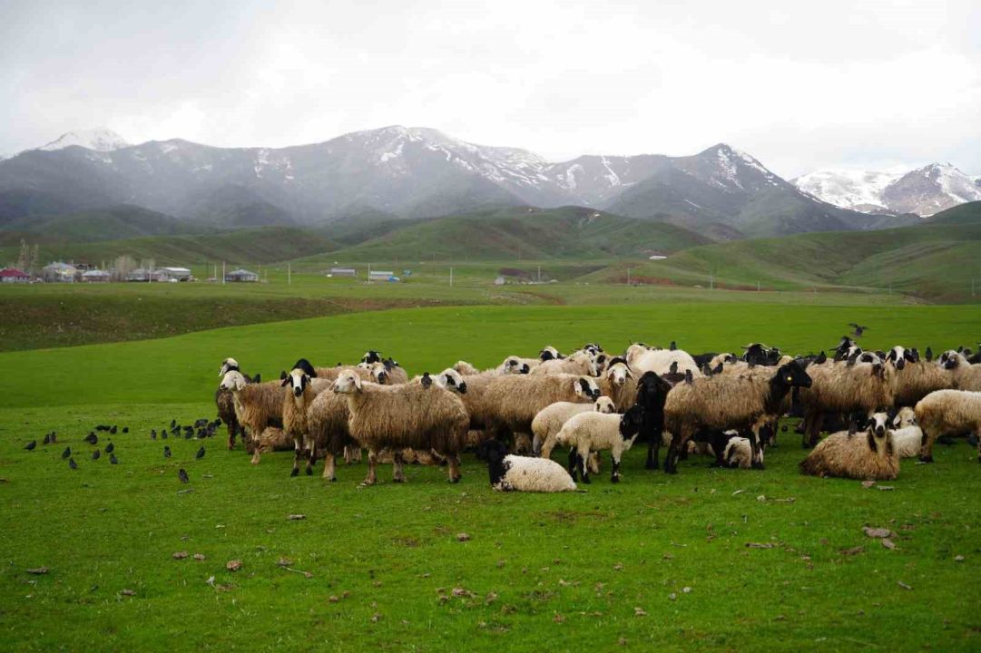 Muş'ta merada koyunların yanına gelen sığırcık kuşları görsel şölen sundu