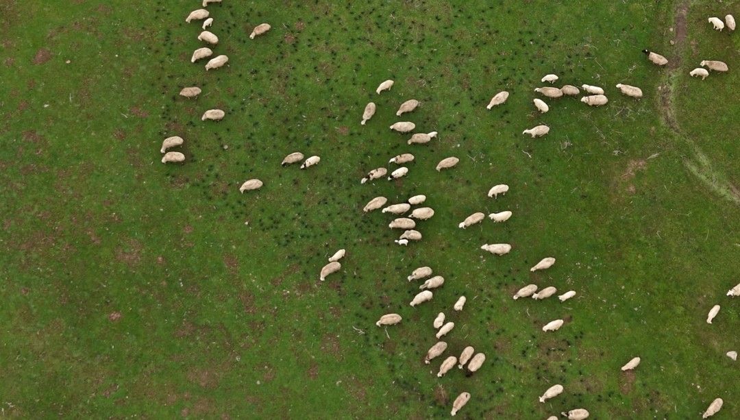 Muş'ta merada koyunların yanına gelen sığırcık kuşları görsel şölen sundu