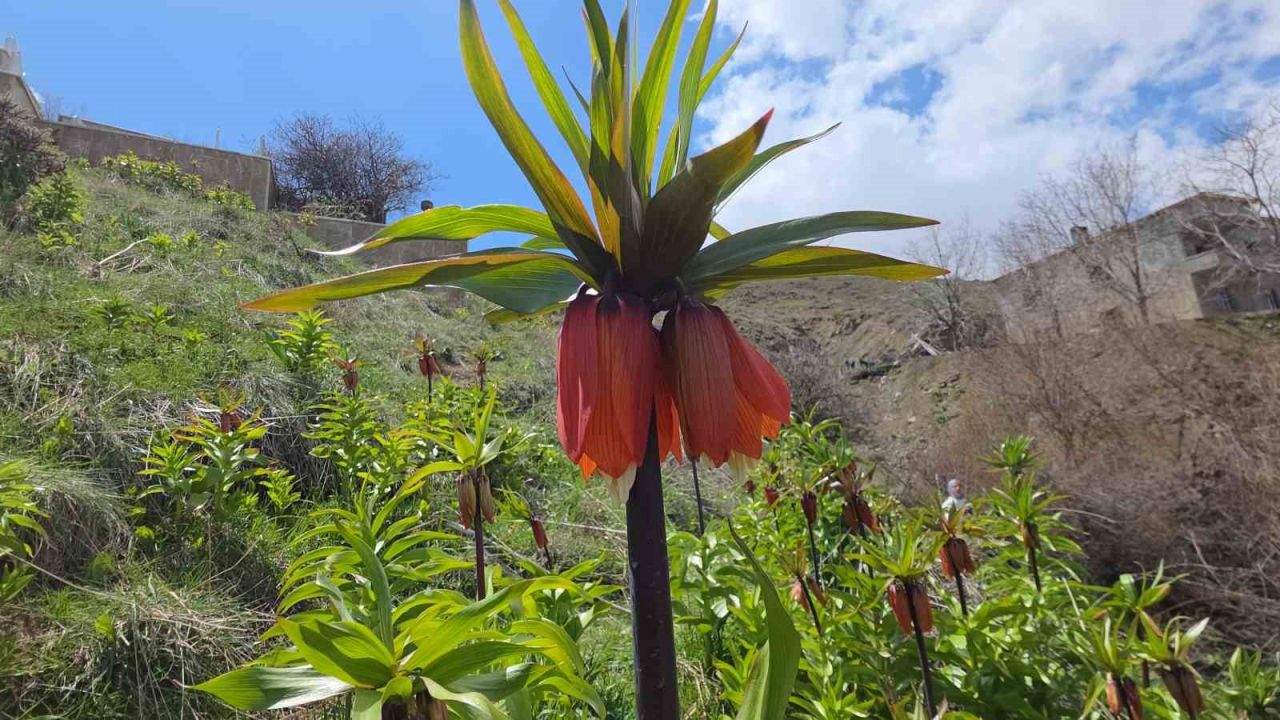 Van’ın Gevaş ilçesinde açan ters laleler göz kamaştırıyor