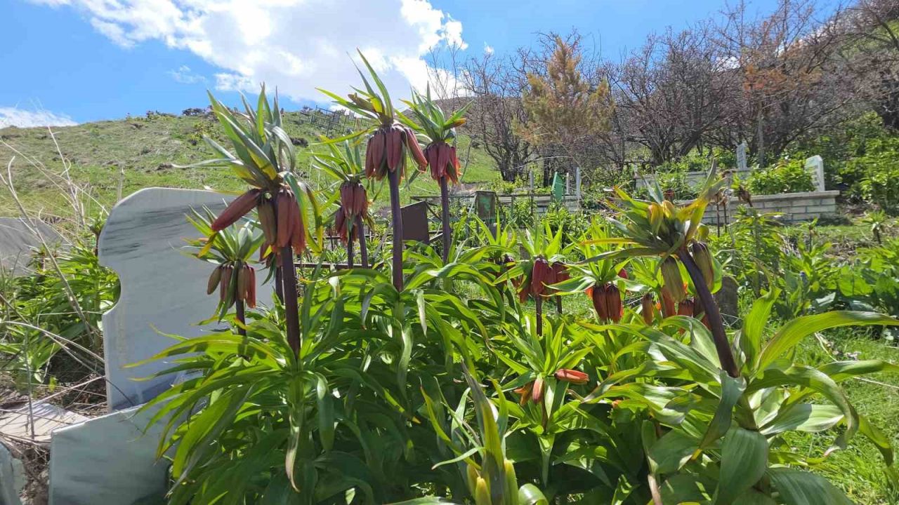 Van’ın Gevaş ilçesinde açan ters laleler göz kamaştırıyor