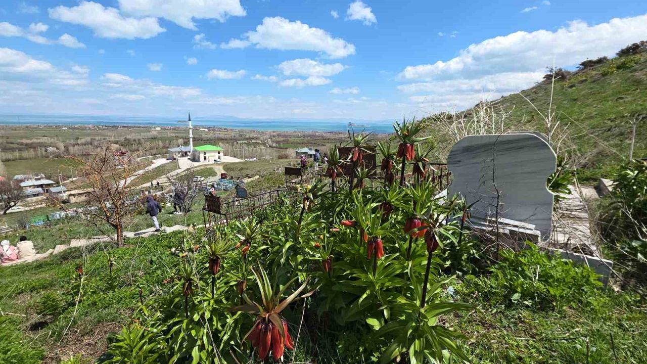 Van’ın Gevaş ilçesinde açan ters laleler göz kamaştırıyor