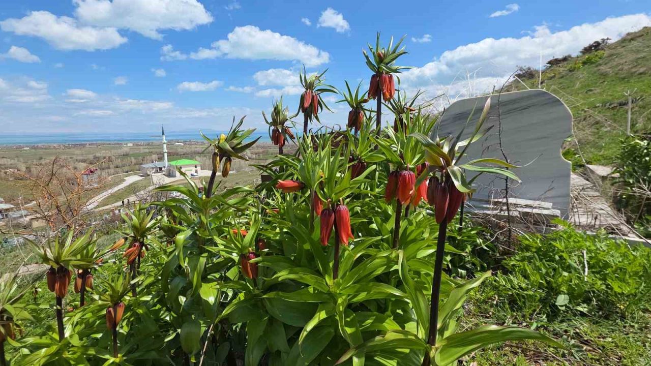 Van’ın Gevaş ilçesinde açan ters laleler göz kamaştırıyor