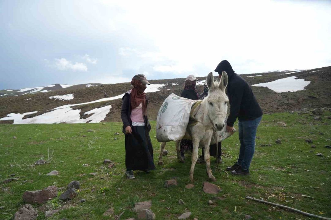 Çiriş otu köylülerin geçim kaynağı oldu