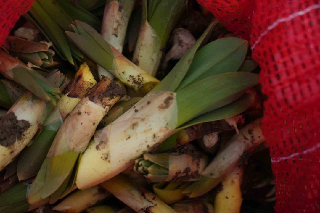 Çiriş otu köylülerin geçim kaynağı oldu