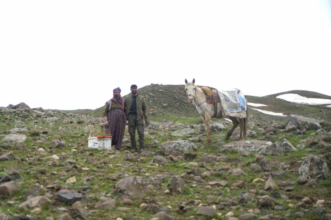 Çiriş otu köylülerin geçim kaynağı oldu