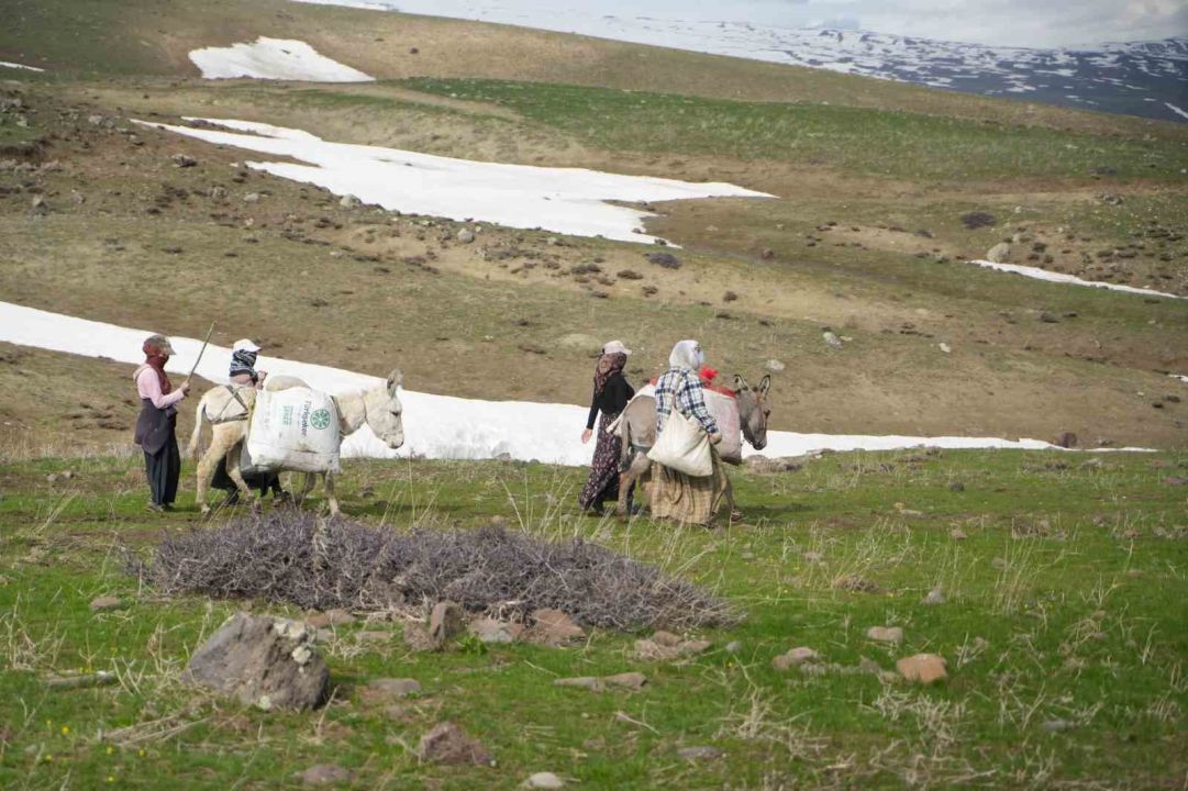 Çiriş otu köylülerin geçim kaynağı oldu