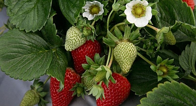 ÇİLEK FİDESİ VE ÜRETİM MALZEMELERİ SATIN ALINACAKTIR  AĞRI İL ÖZEL İDARESİ PLAN PROJE YATIRIM VE İNŞAAT MÜDÜRLÜĞÜ