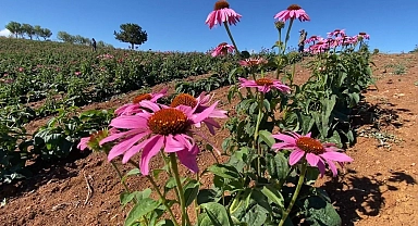 Erzincan 500 dolayında endemik bitkiye ev sahipliği yapıyor