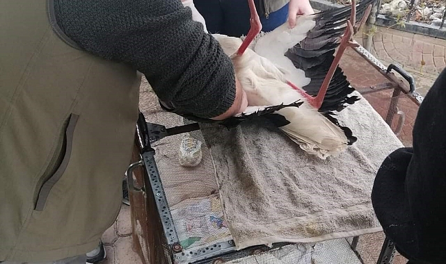 Iğdır'da yaralı leylek tedavi altına alındı