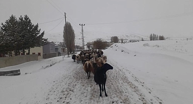 Kar yağışı koyun sürülerine zor anlar yaşattı