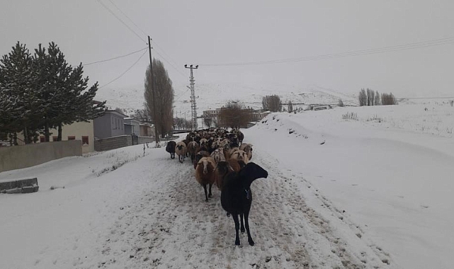 Kar yağışı koyun sürülerine zor anlar yaşattı
