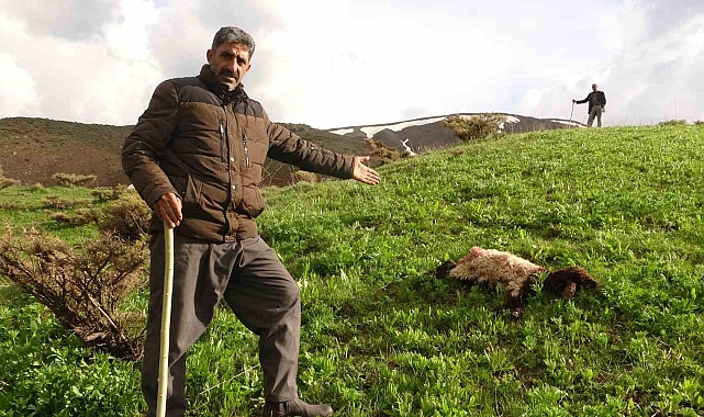 Kurtların Saldırdığı Koyun Sürüsünde Onlarca Telef Var