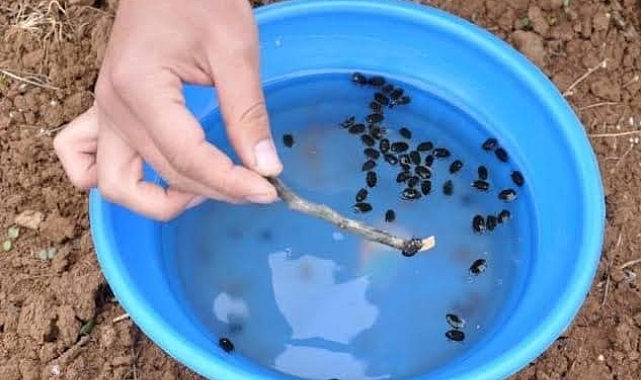 Meyve üreticilerine 'Bakla zınnı' böceğinin zararlısıyla mücadele uyarısı