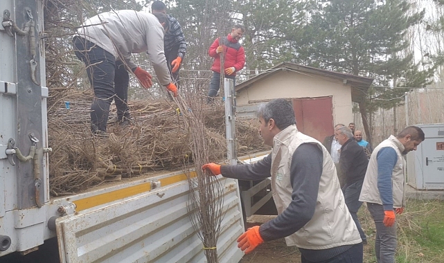 Muradiye'de 17 bin 810 adet meyve fidanı dağıtıldı
