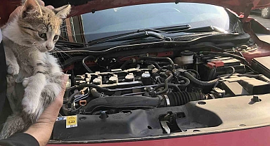 Otomobilin motor kısmına giren yavru kedi kurtarıldı