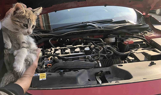 Otomobilin motor kısmına giren yavru kedi kurtarıldı