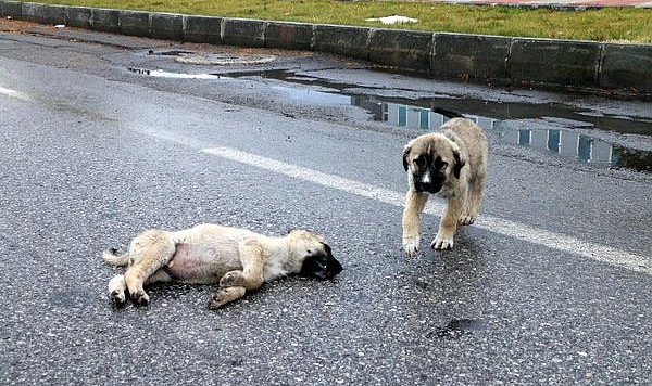 Patnos'ta sahipsiz hayvanlar ölüyorlar