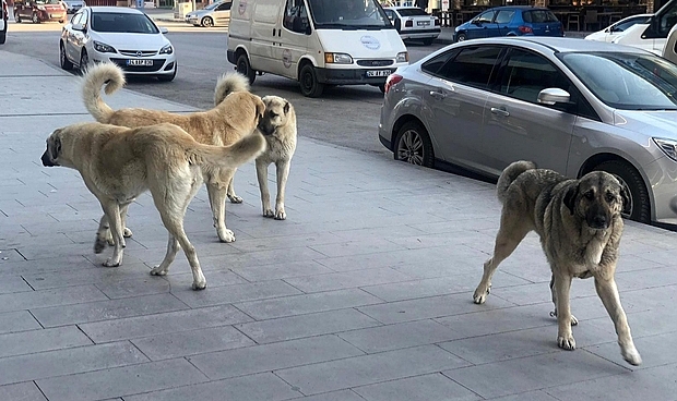 Patnos'ta Sokak Köpekleri Korkutuyor