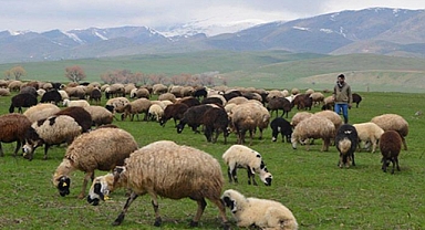 Patnos' ta Yüksek Maliyetlere Rağmen Çoban Bulunamıyor